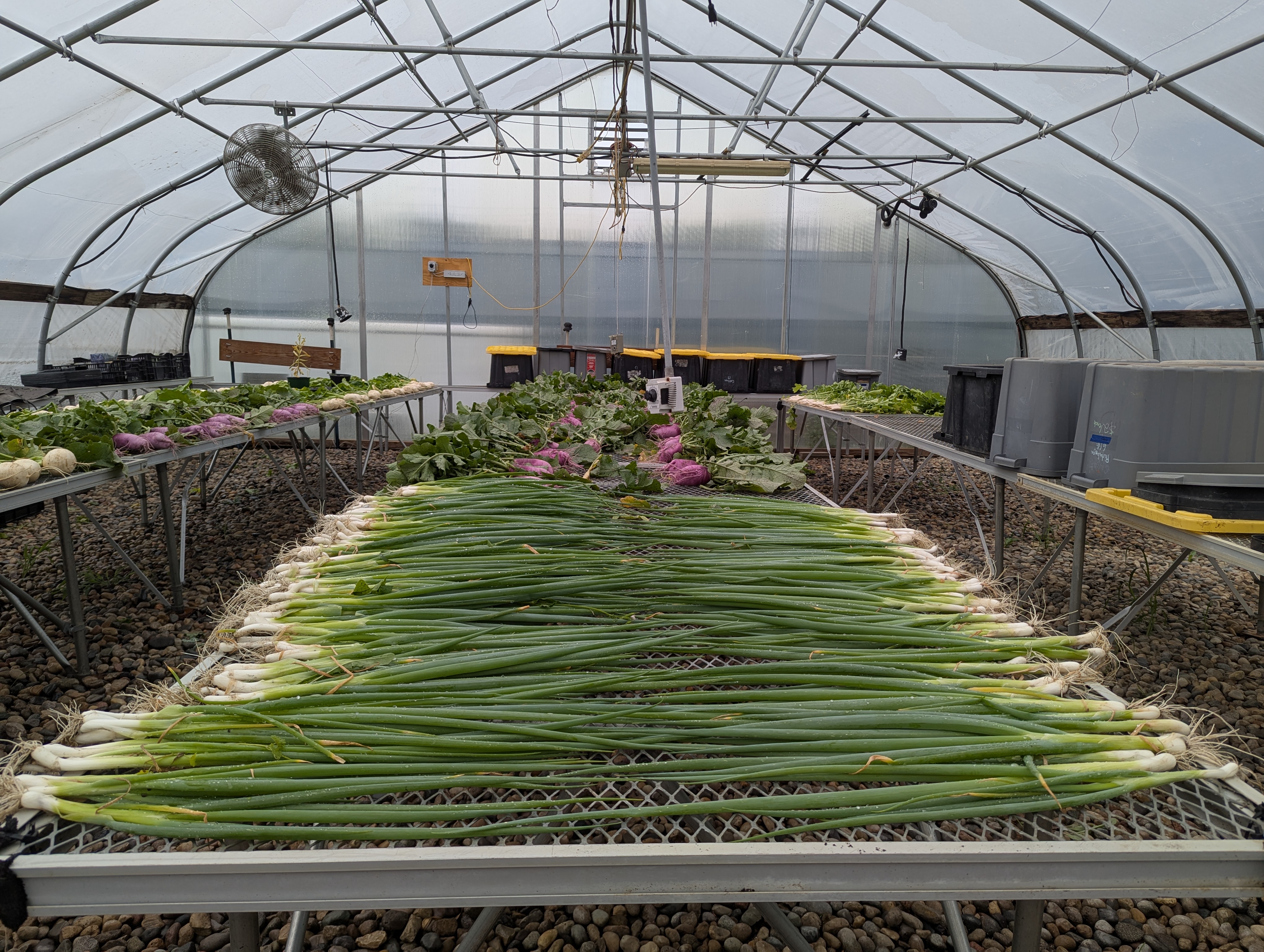 Green Onions in GH.jpg